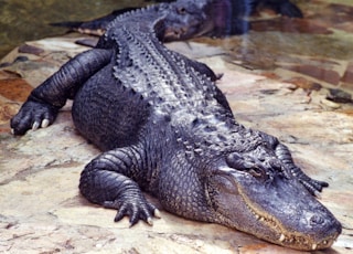 black crocodile on water during daytime