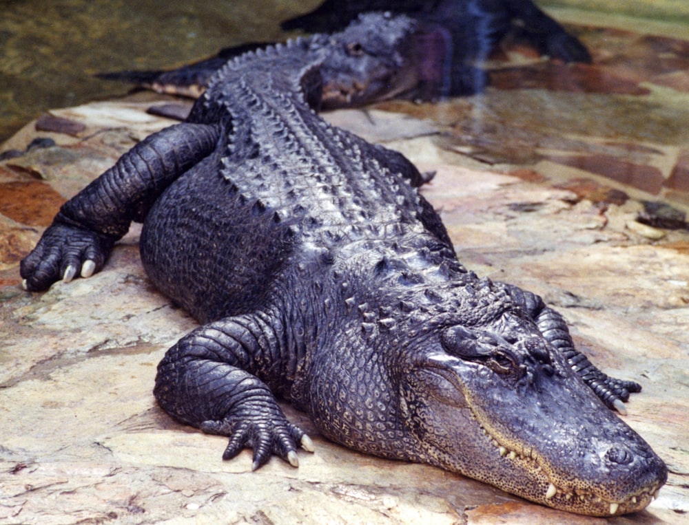 Schwarzes Krokodil tagsüber auf dem Wasser