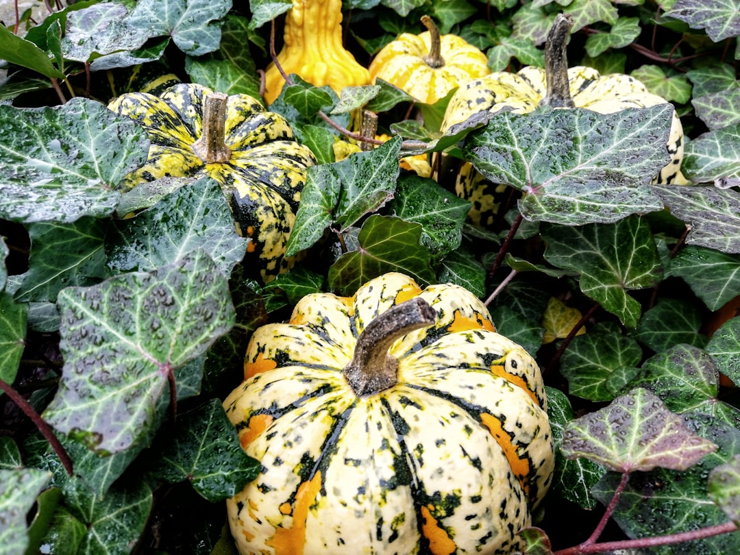 yellow and green pumpkin on green leaves