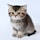 brown and black cat on white background