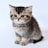 brown and black cat on white background