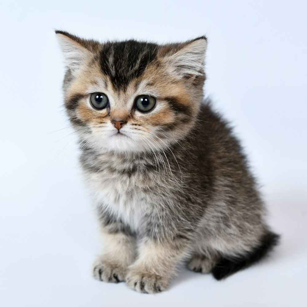 Más de 100 imágenes de gatitos | Descargar imágenes gratis en Unsplash