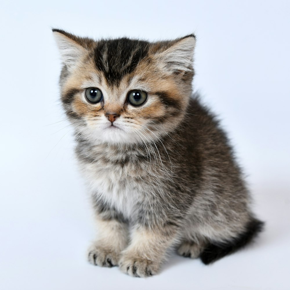 brown and black cat on white background