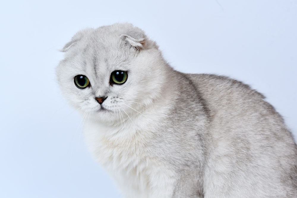 흰색 배경을 가진 흰색과 회색 고양이