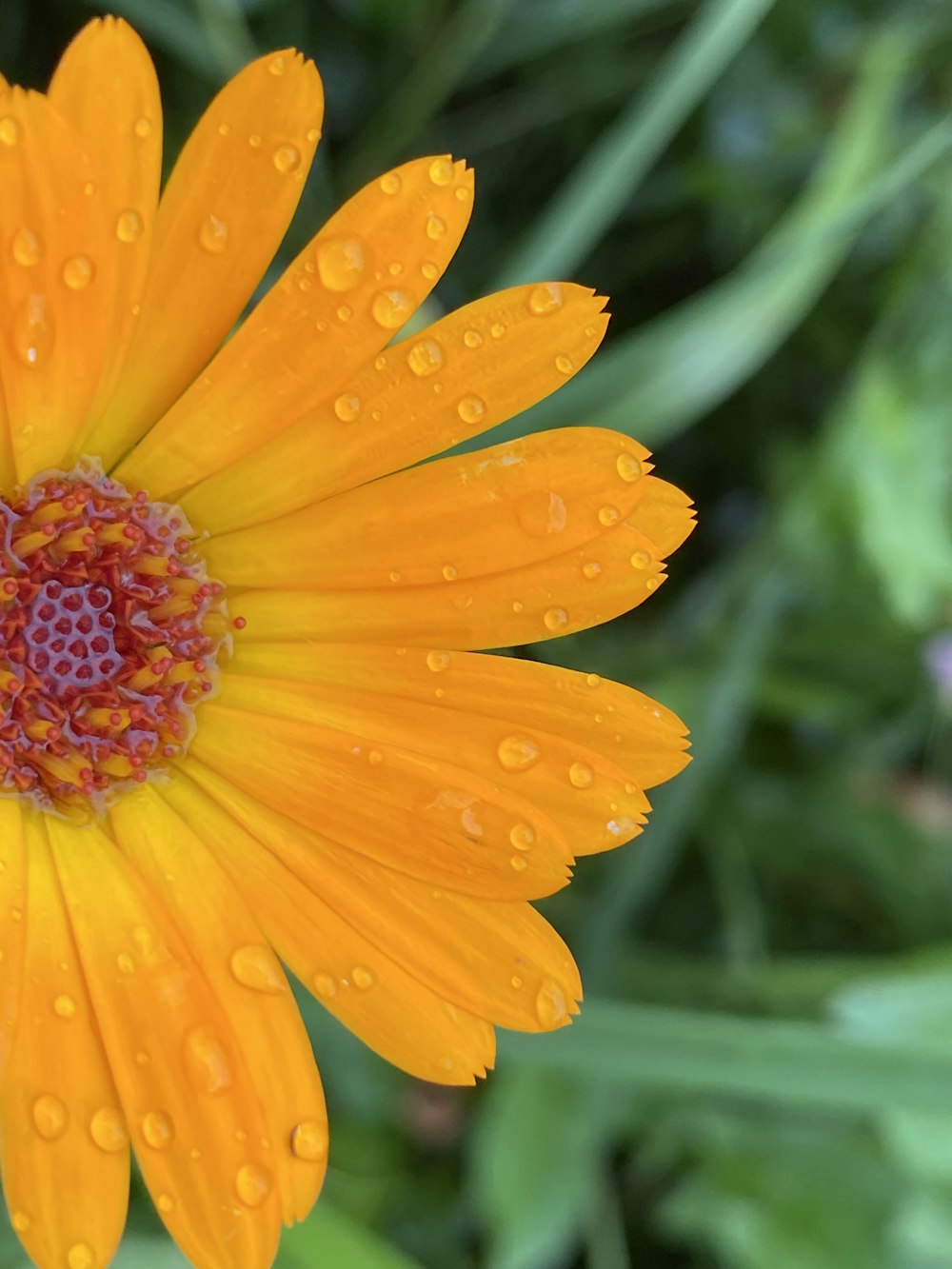 yellow flower with water droplets