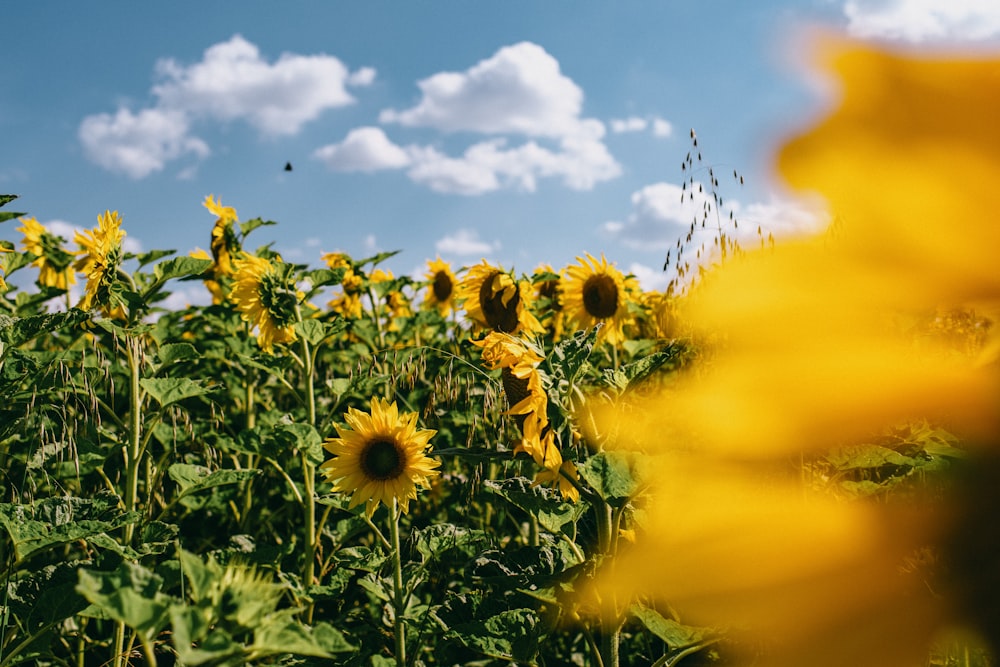 sunflower field under blue sky during daytime