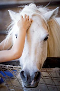 person touching white horse head