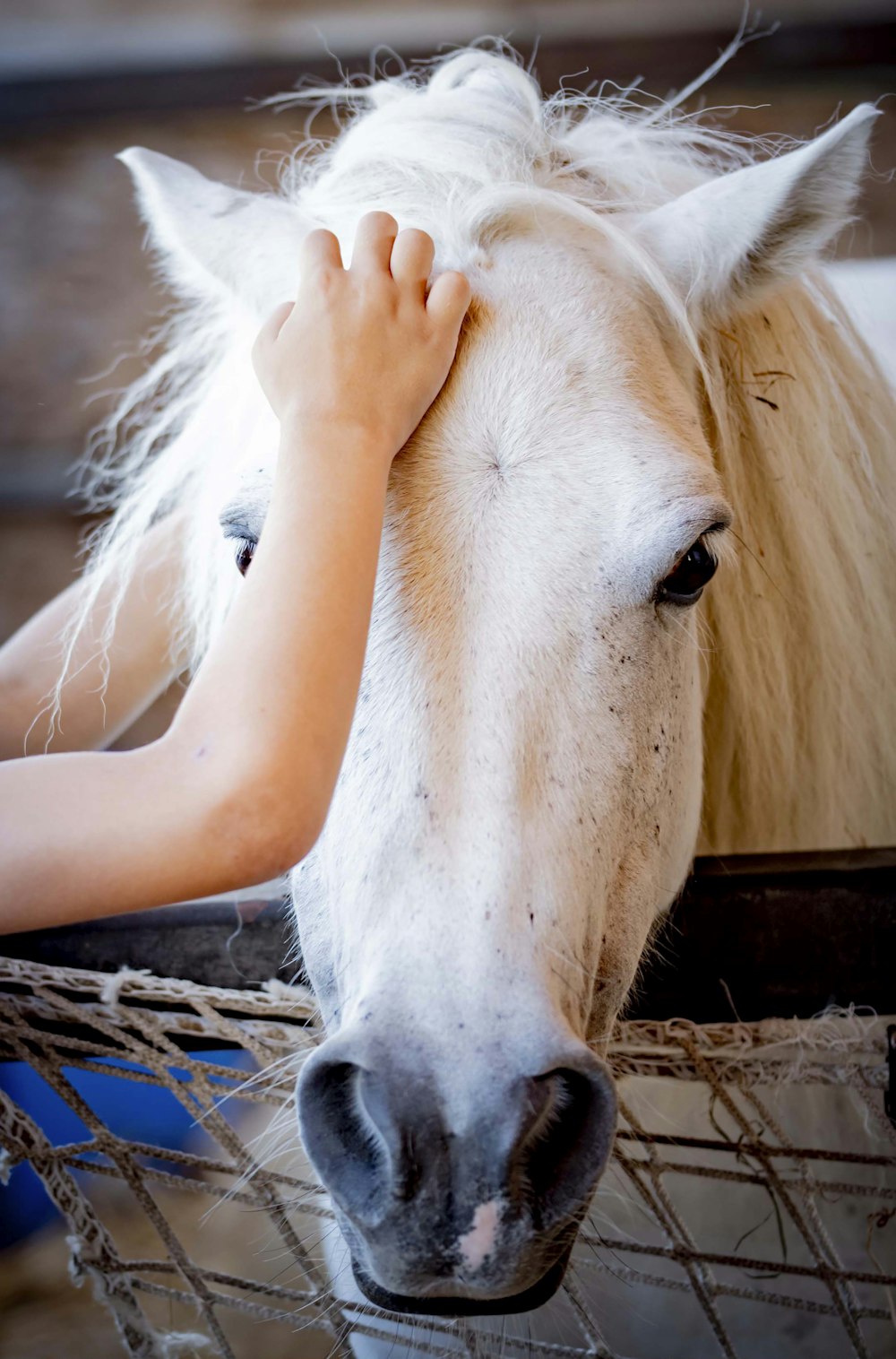 person touching white horse head