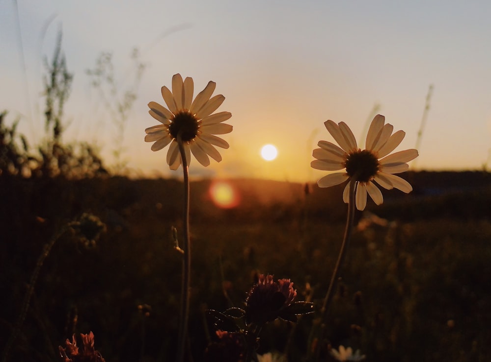 white daisy flower in bloom during daytime