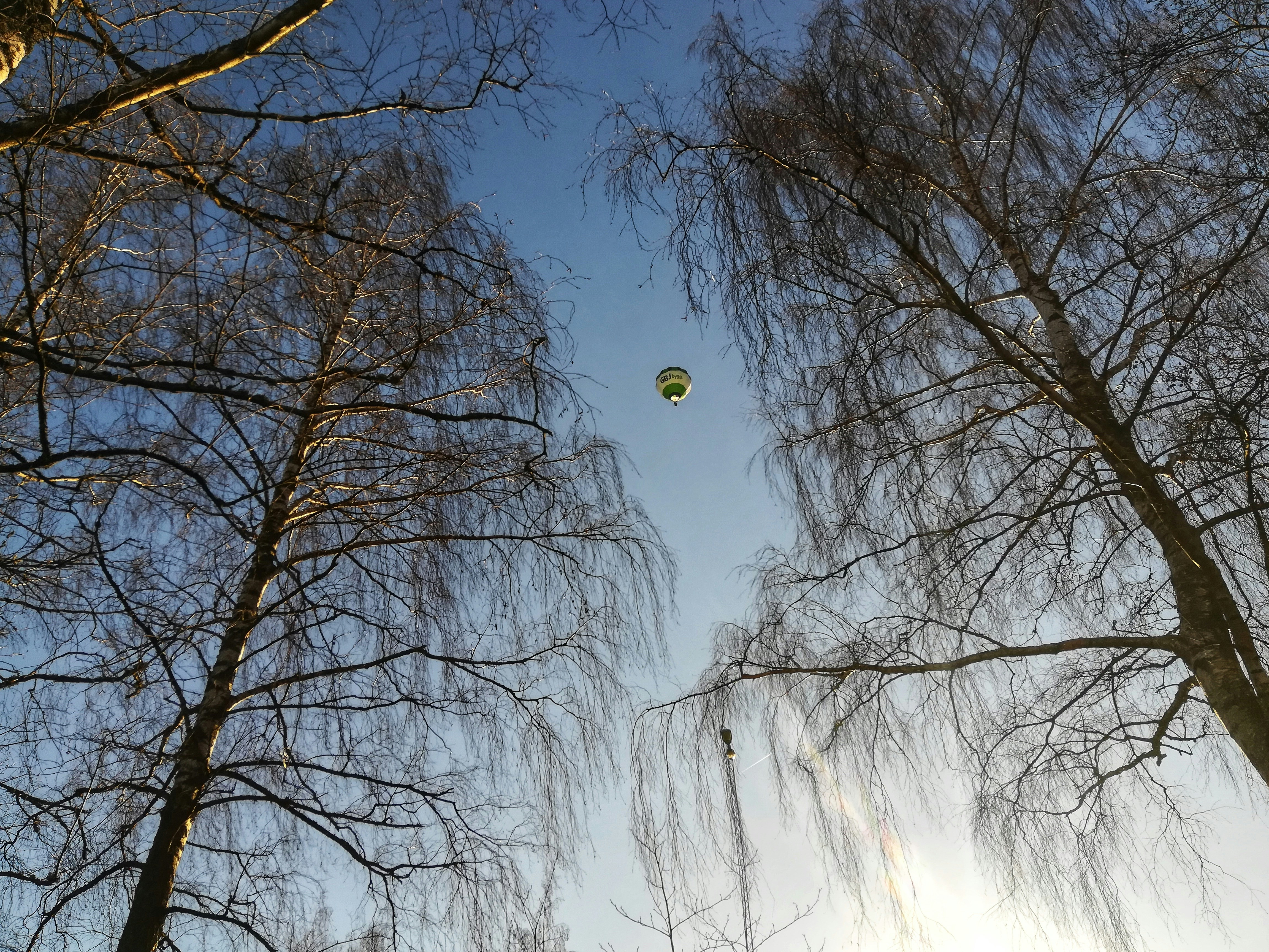 Bare trees under a blue sky during the day