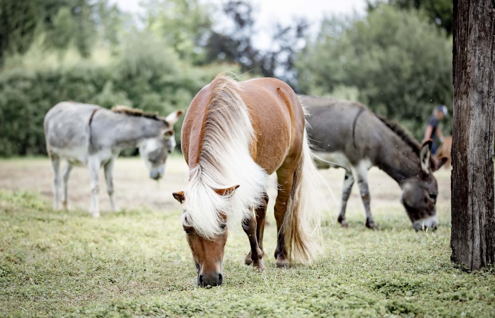 brown and white horses eating grass during daytime