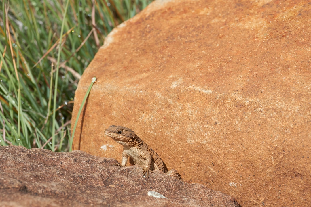 brown and black lizard on brown rock