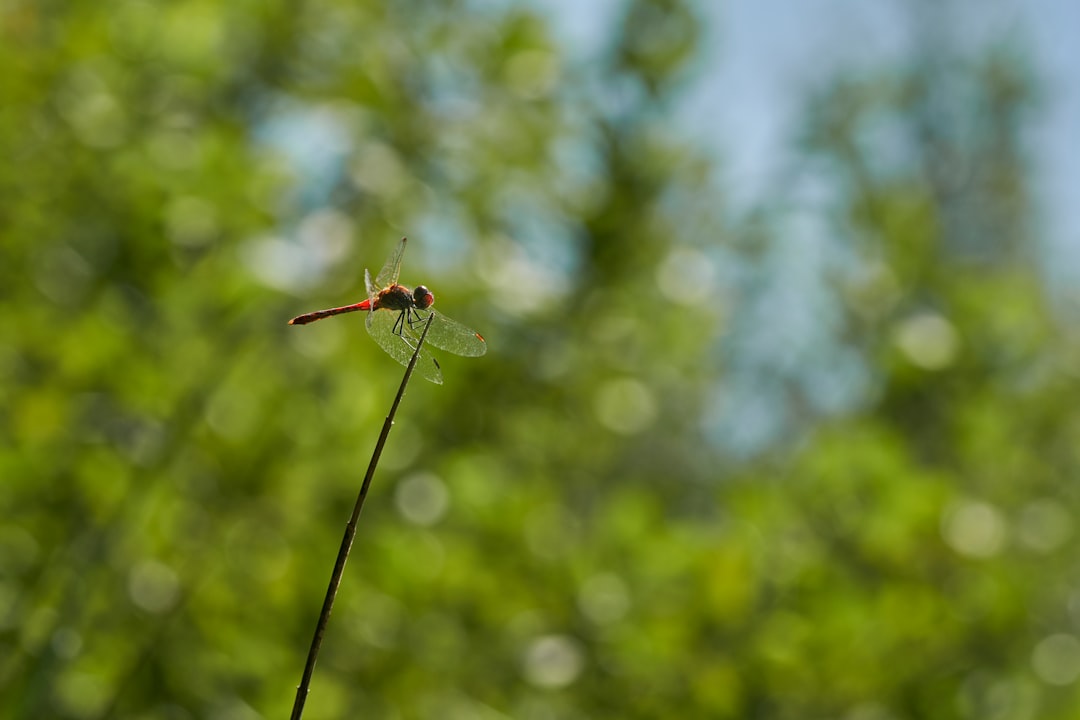 red dragonfly perched on green leaf in close up photography during daytime