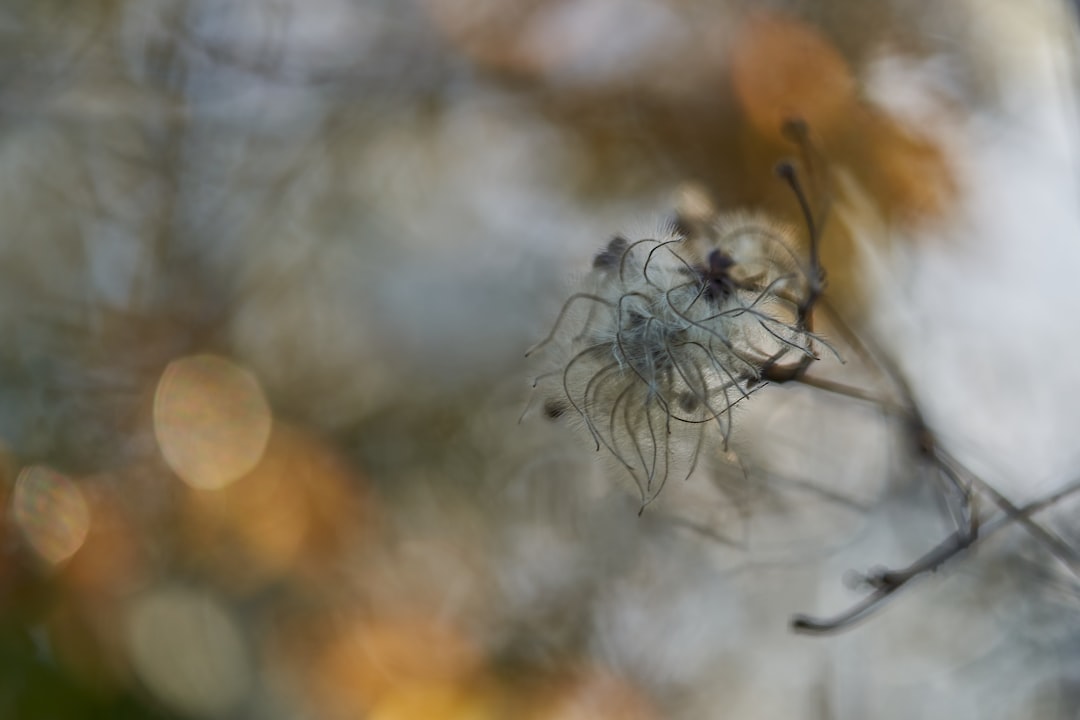 white dandelion in close up photography