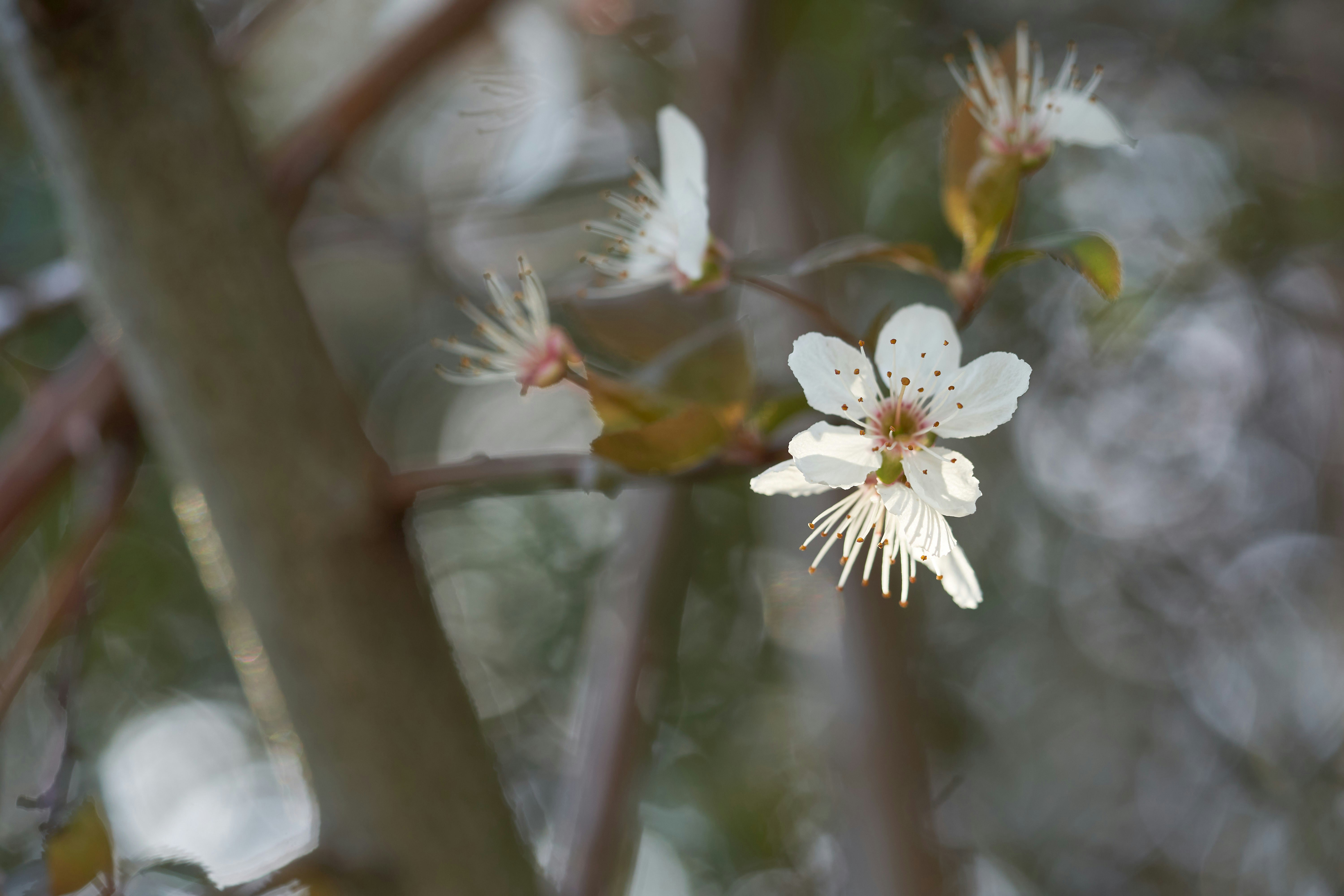 Photo by wolfgang_hasselmann