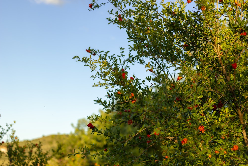 green and red leaf tree