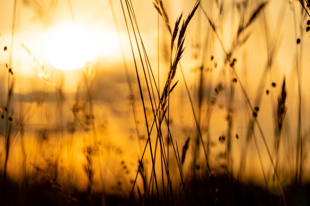 silhouette of grass during sunset