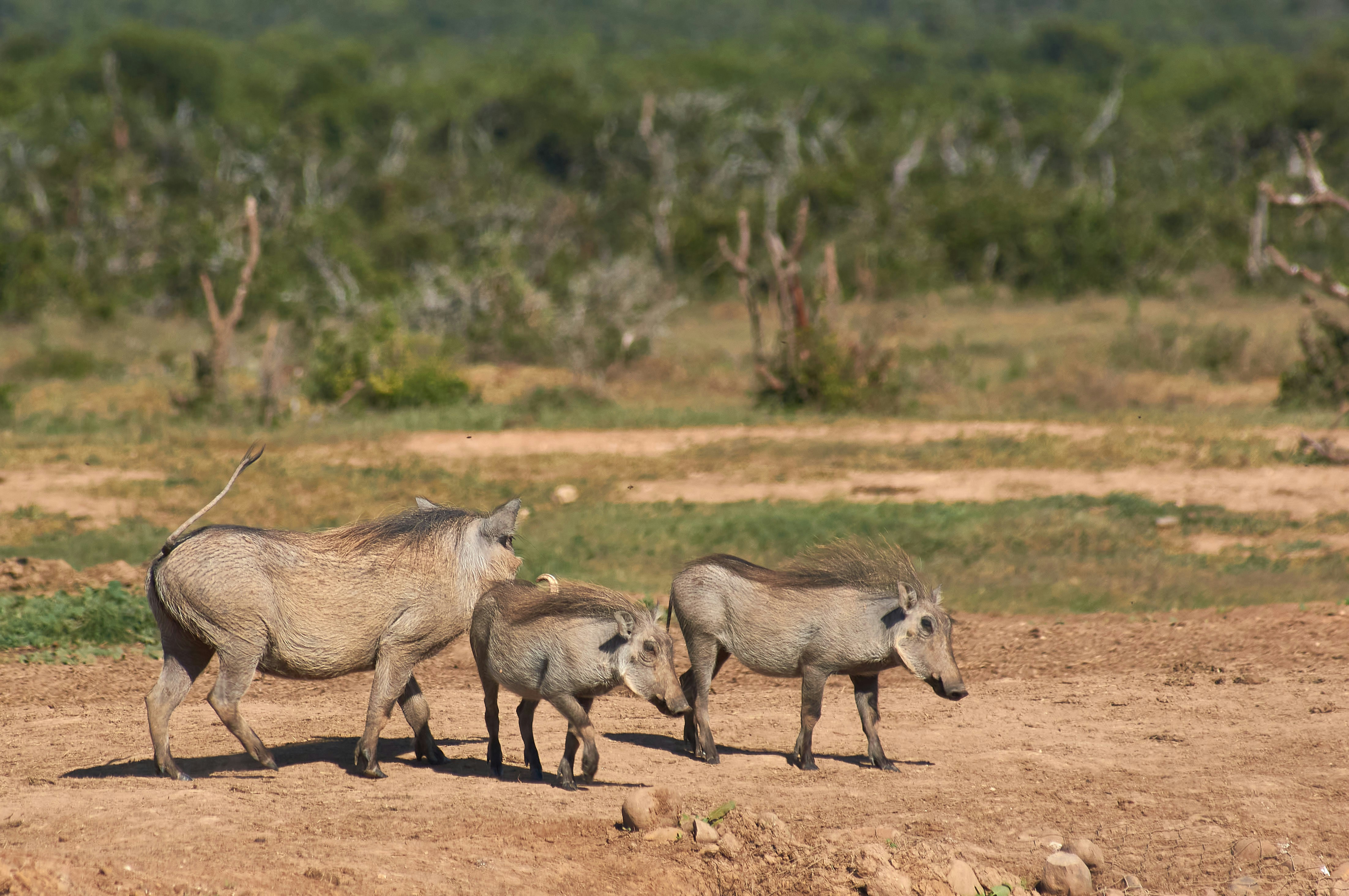 Photo by wolfgang_hasselmann