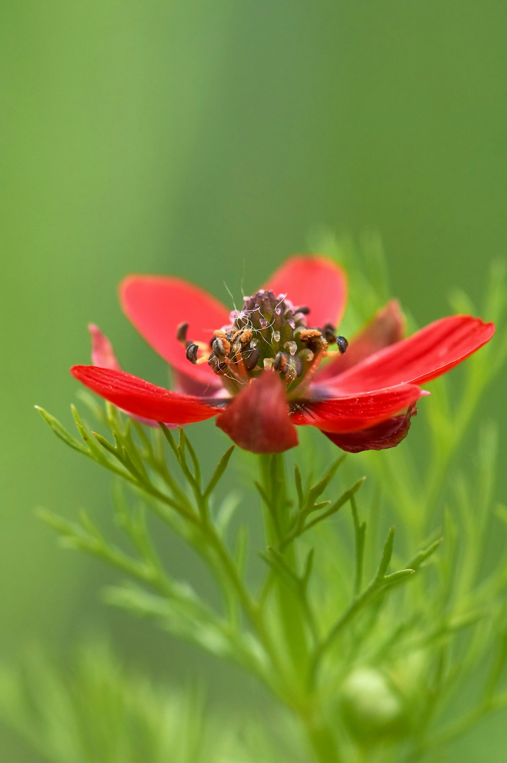 red flower in tilt shift lens