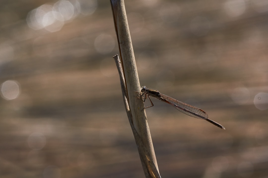 brown insect on gray metal bar