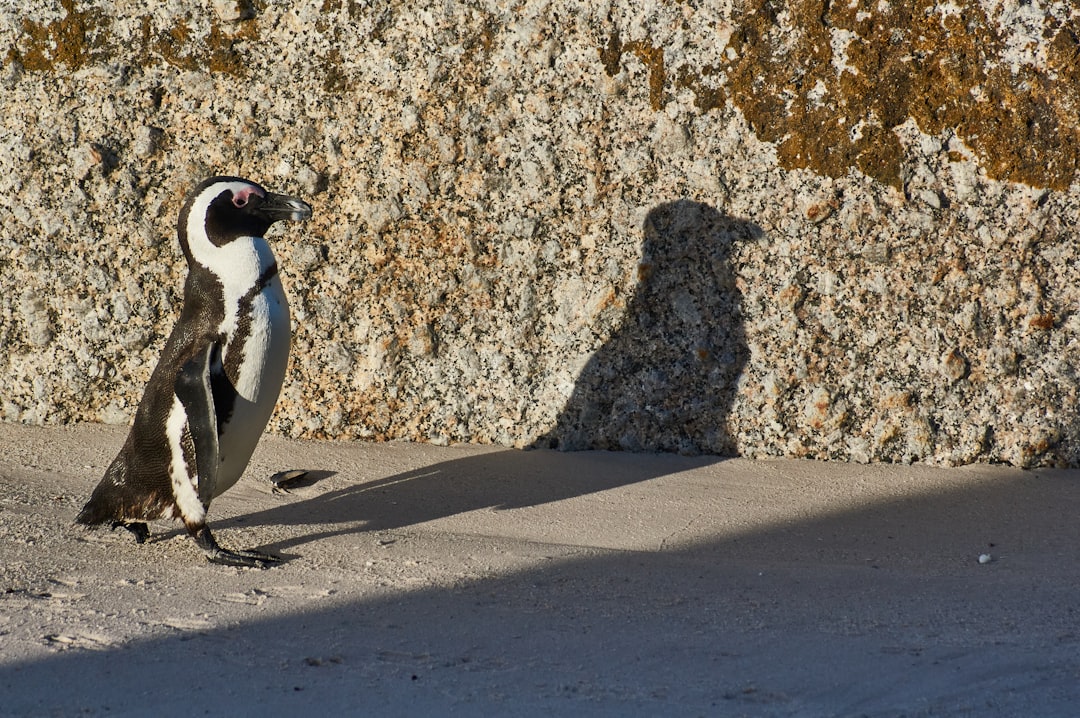 black and white penguin on gray sand during daytime