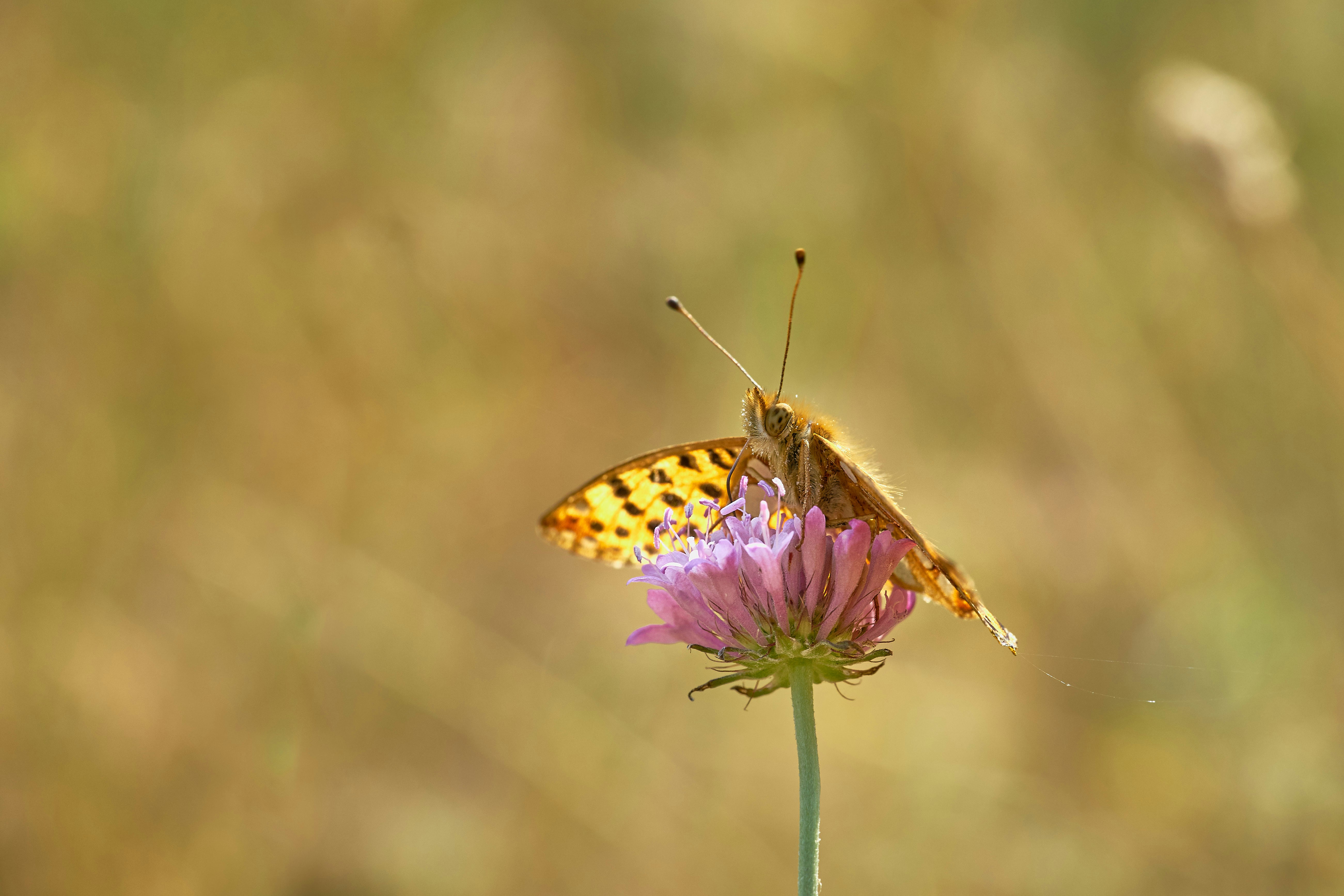 Photo by wolfgang_hasselmann