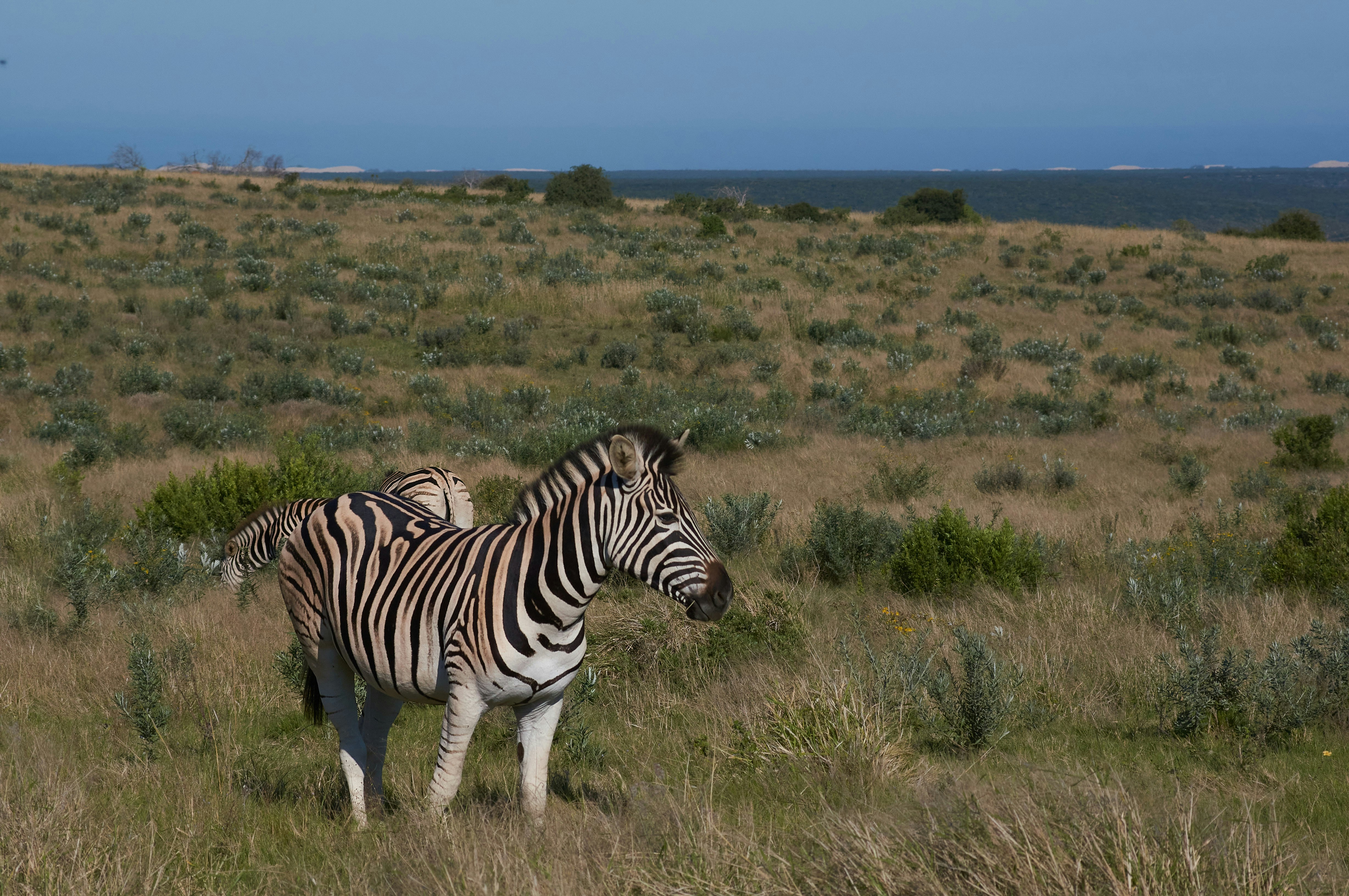 Photo by wolfgang_hasselmann