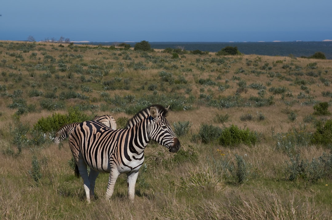 zebra on green grass field during daytime