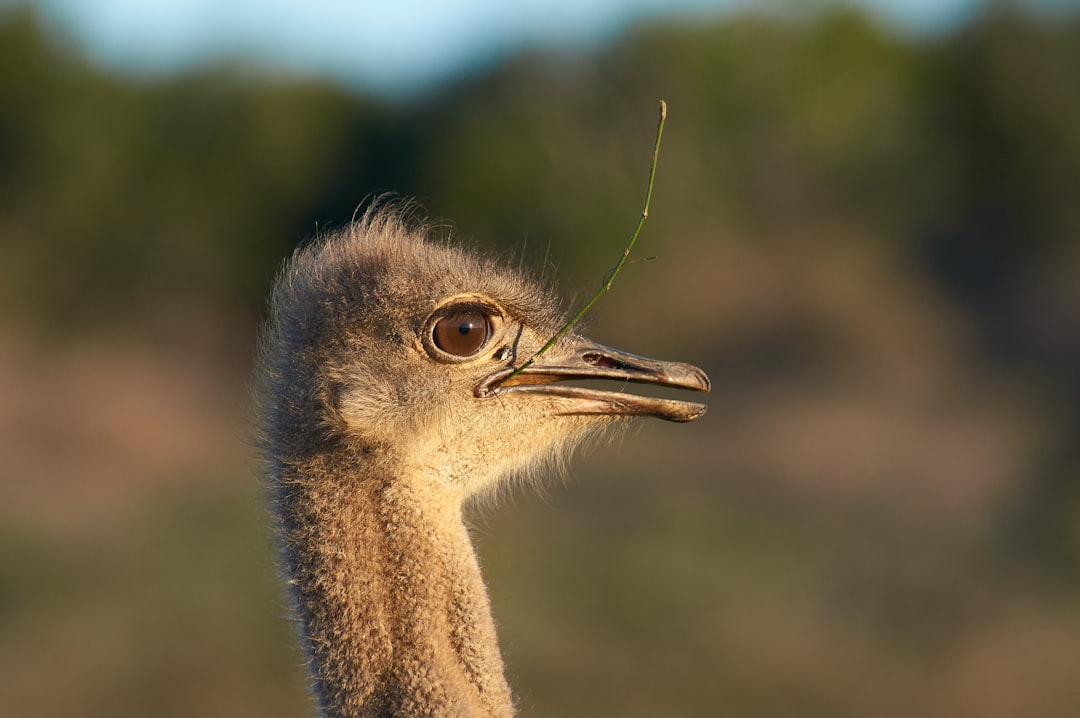 brown ostrich head in tilt shift lens