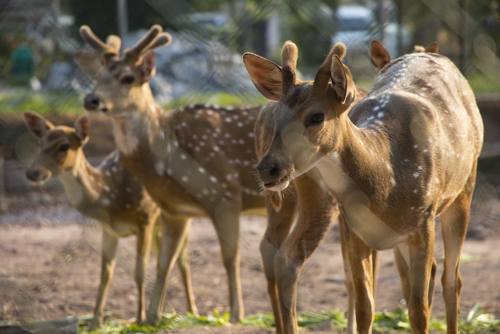 brown deer on green grass during daytime