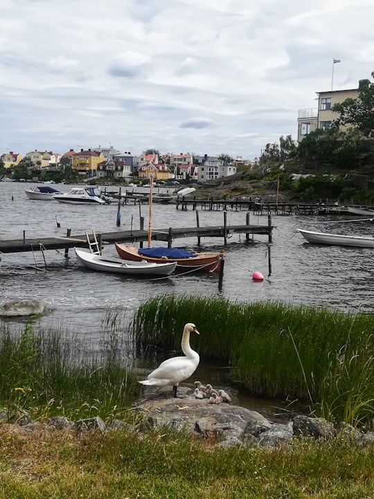 white swan on lake near green grass field during daytime in Karlskrona Sweden