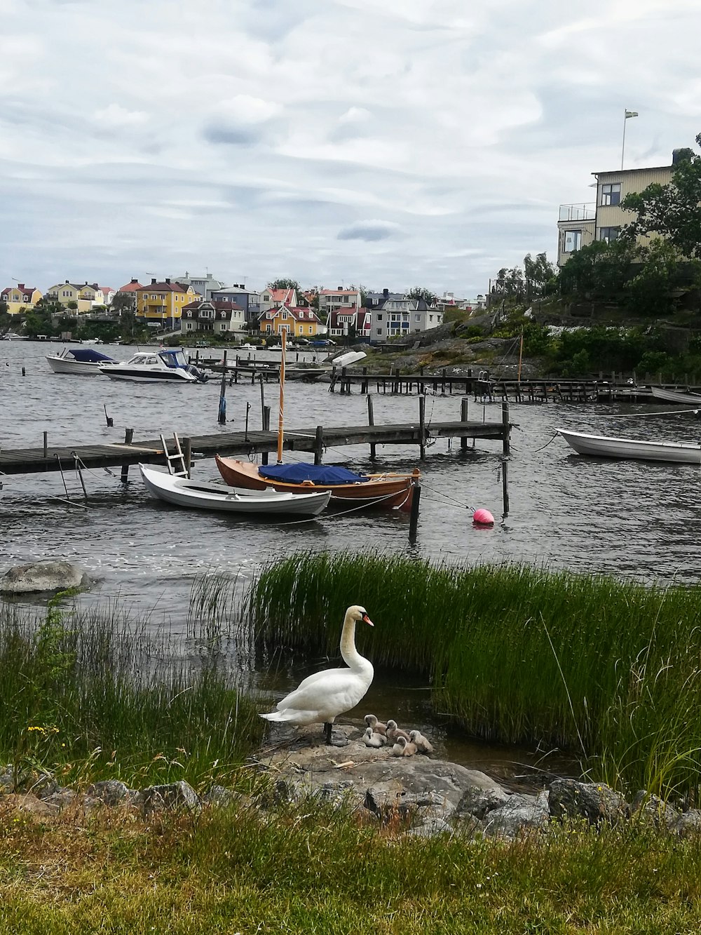 Cigno bianco sul lago vicino al campo di erba verde durante il giorno