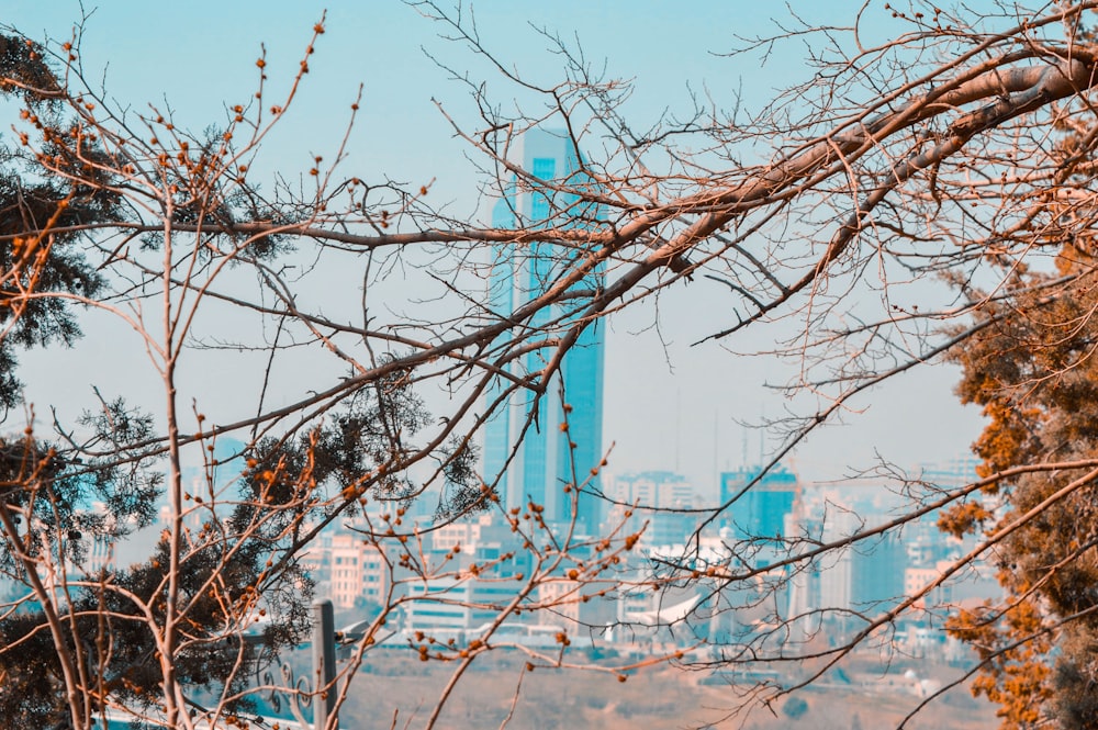 leafless tree with snow on top