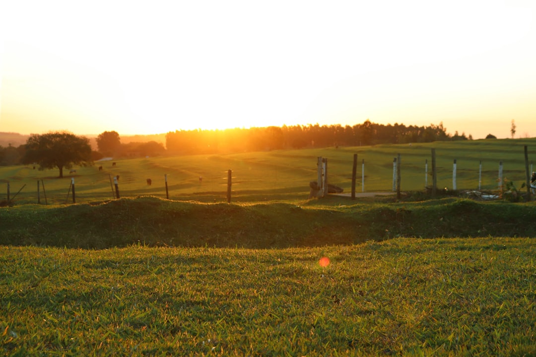 green grass field during sunset