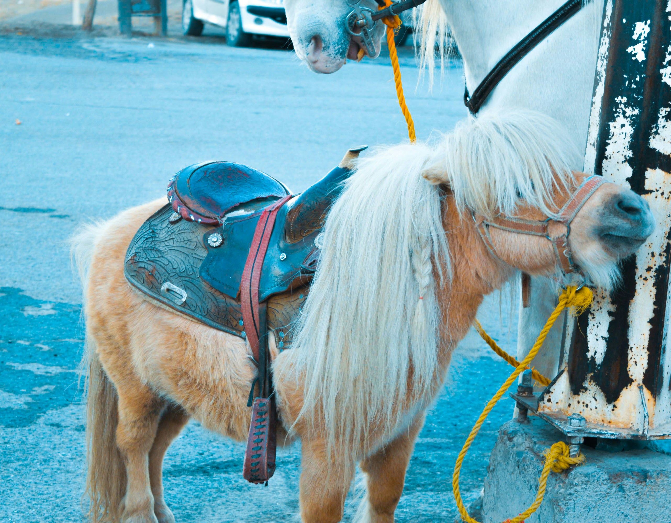 Pony москва. Пони напал на человека. Пони нападают на Крысалис. Сла 1987 Москва пони.