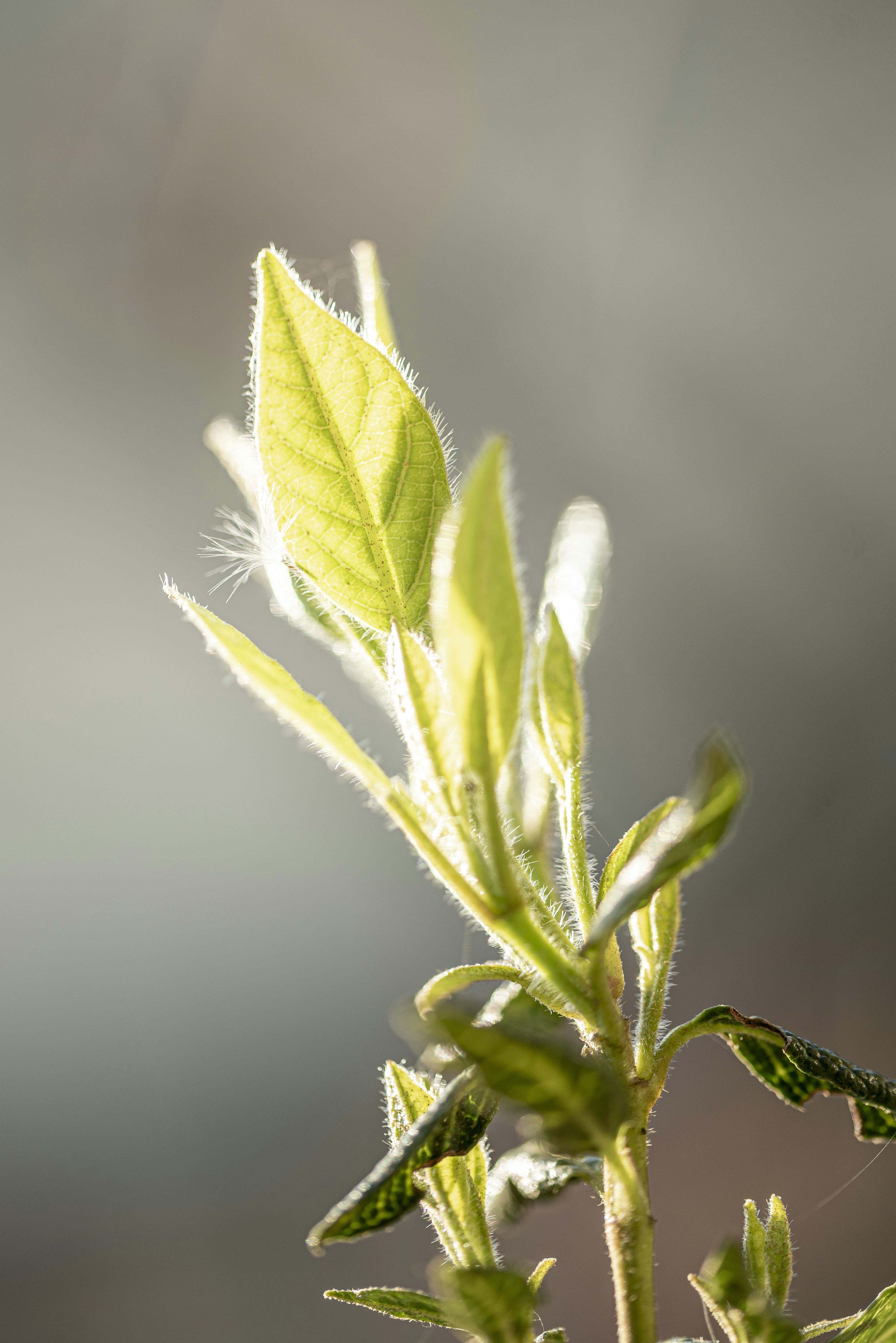 Photo by lauraadaiphoto