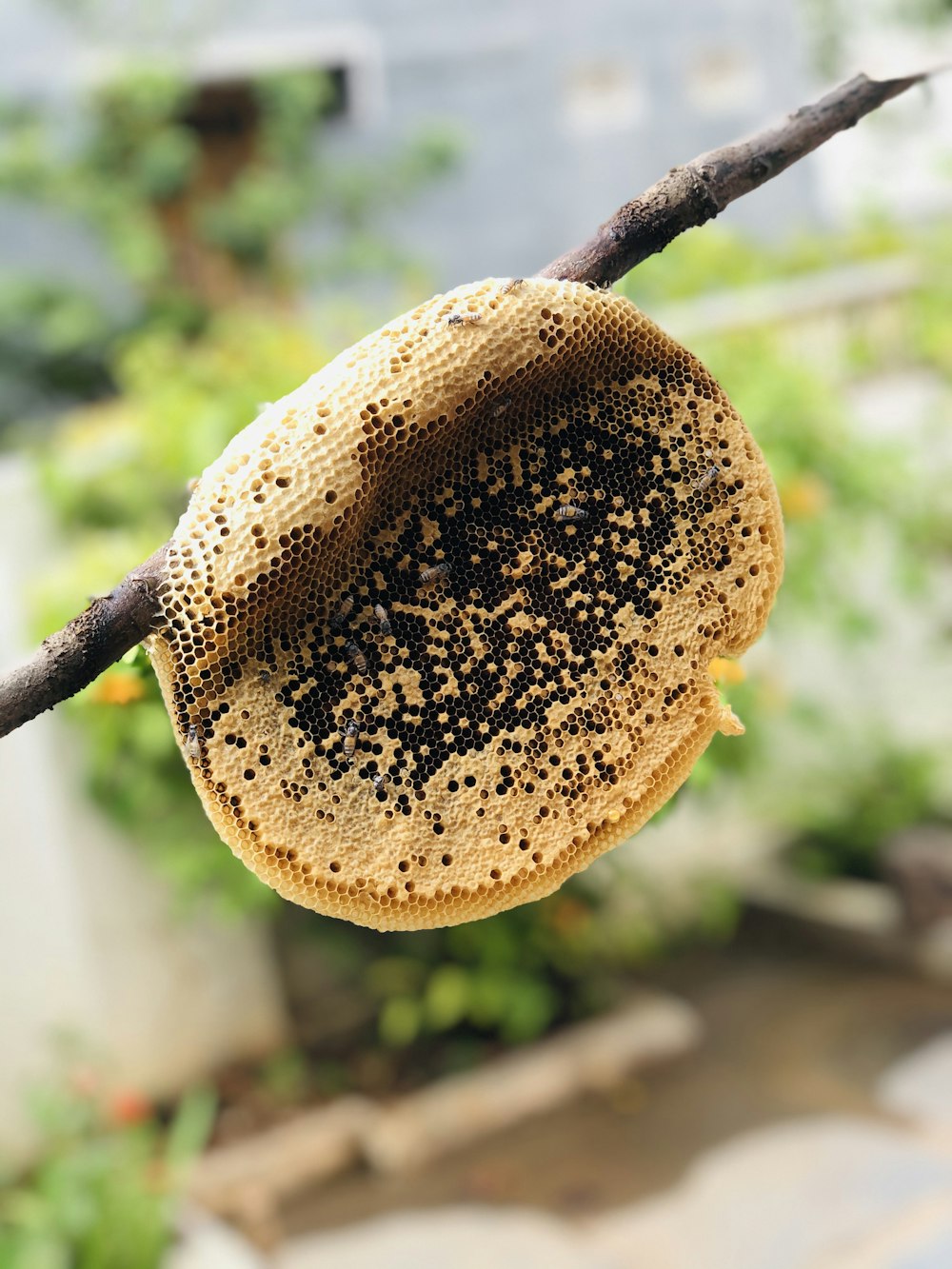 brown fruit with black seeds