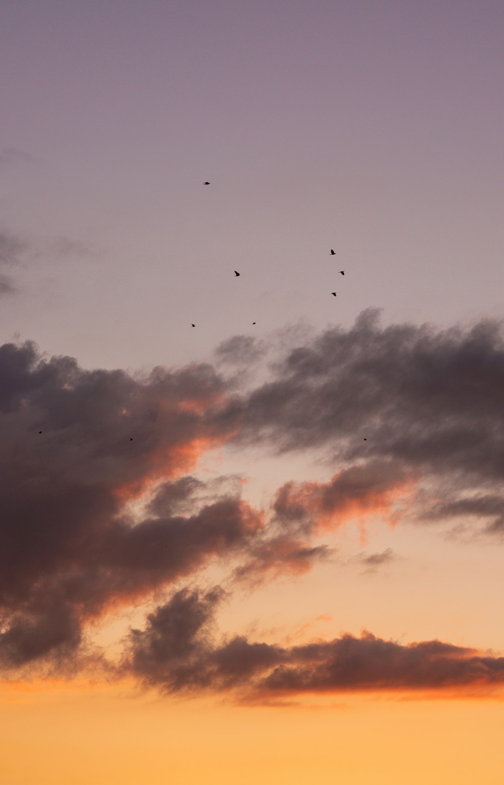 stormo di uccelli che volano sotto il cielo nuvoloso durante il giorno