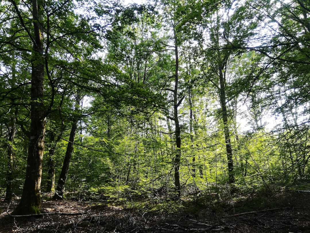 Forest photo spot Bokhultet Sweden