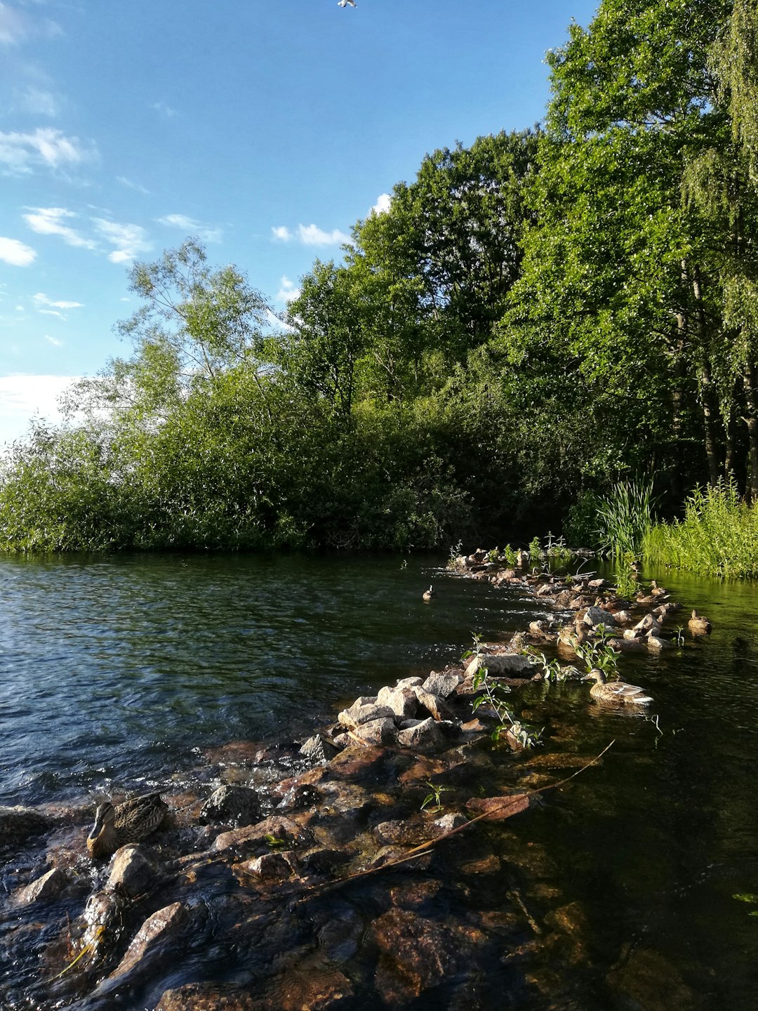 River photo spot Bokhultet Växjö