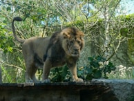 A majestic lion with a lush mane stands confidently on a wooden platform surrounded by dense greenery and trees. The lion's intense gaze and powerful stance are highlighted, creating a sense of strength and dominance in an outdoor setting.