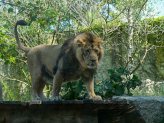 A majestic lion with a lush mane stands confidently on a wooden platform surrounded by dense greenery and trees. The lion's intense gaze and powerful stance are highlighted, creating a sense of strength and dominance in an outdoor setting.