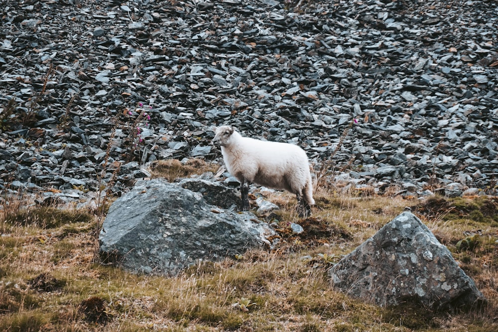 mouton blanc sur feuilles séchées brunes