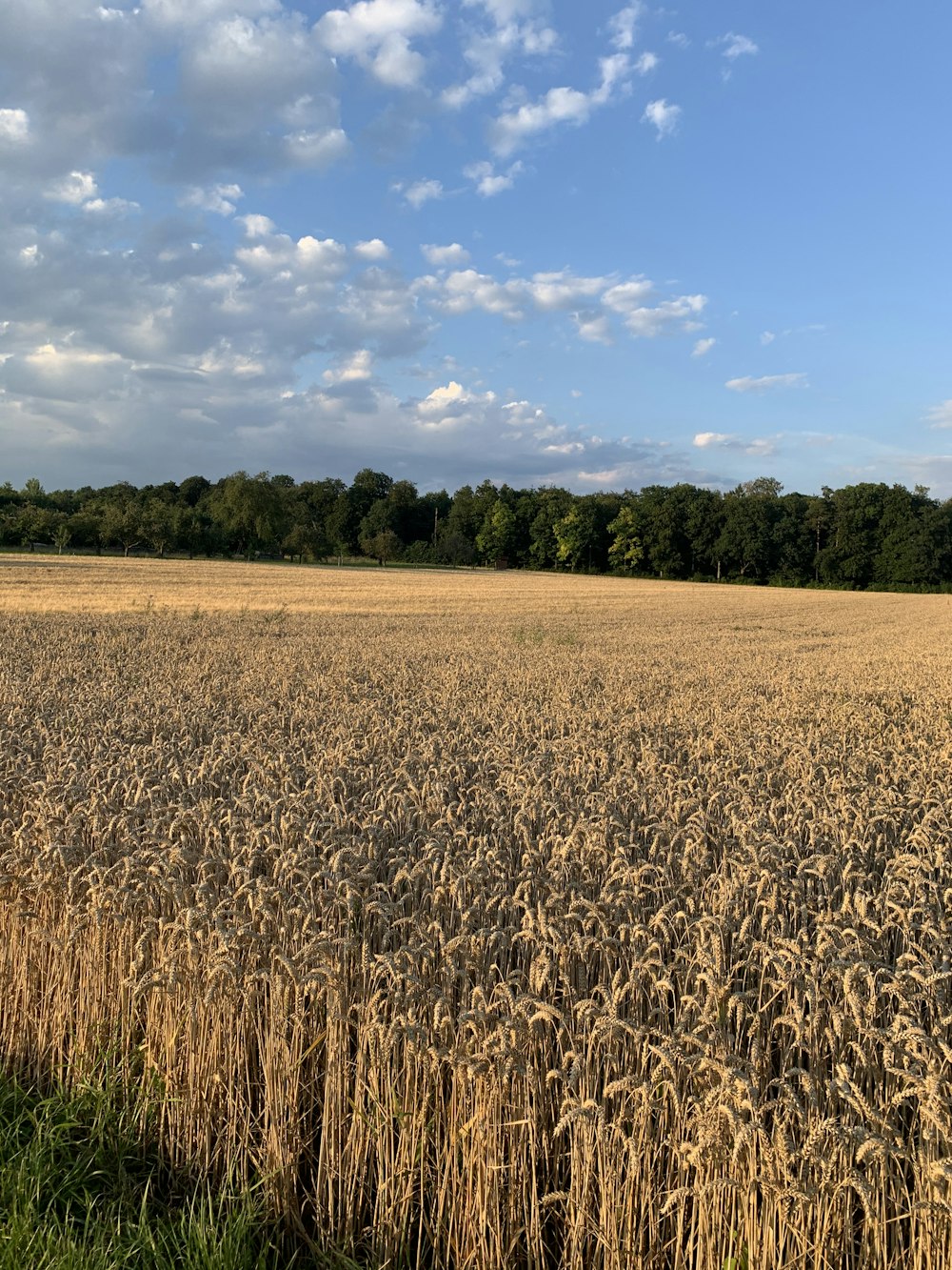 brown field under blue sky and white clouds during daytime