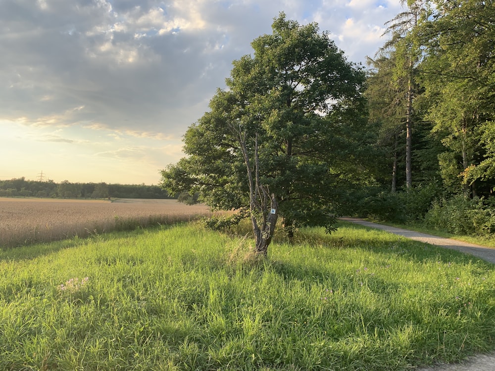 green grass field near road during daytime