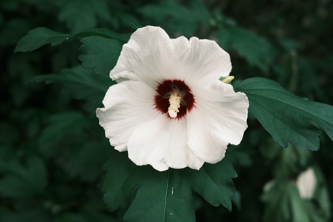 white flower with green leaves