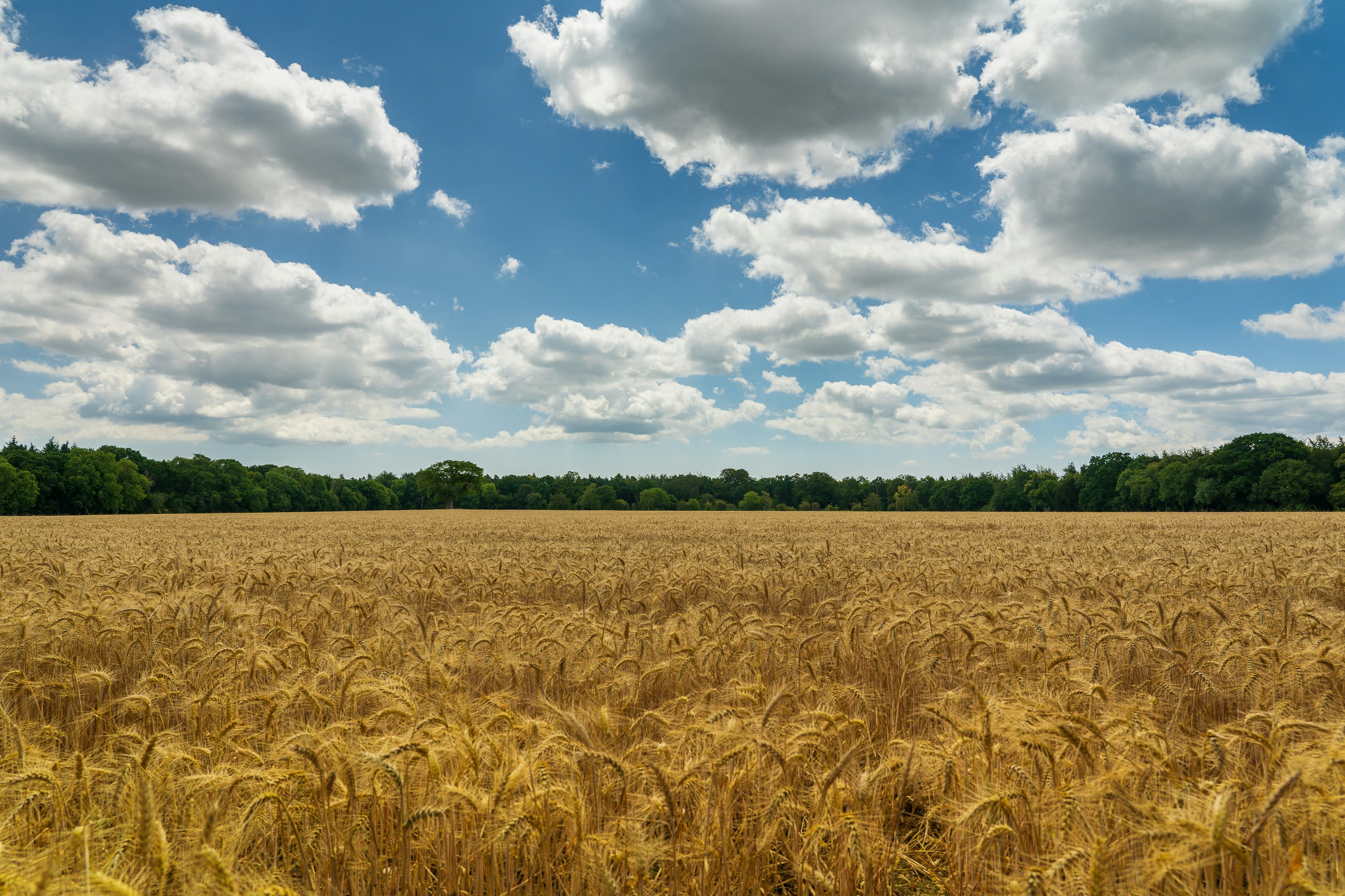 brown wheat field under blue and white cloudy sky during daytime