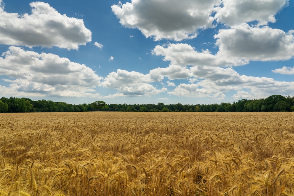 campo de trigo marrom sob céu nublado azul e branco durante o dia