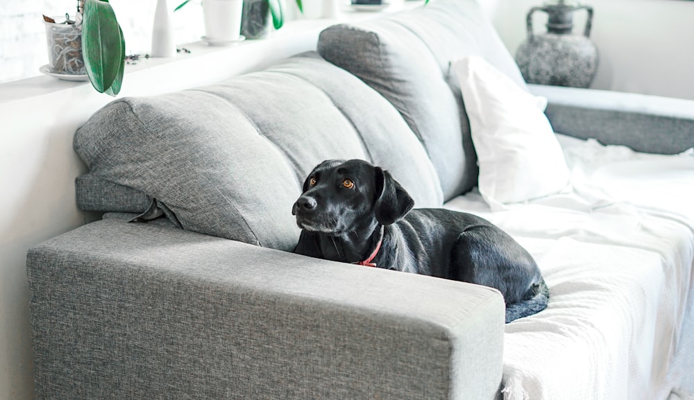 black short coated dog lying on couch