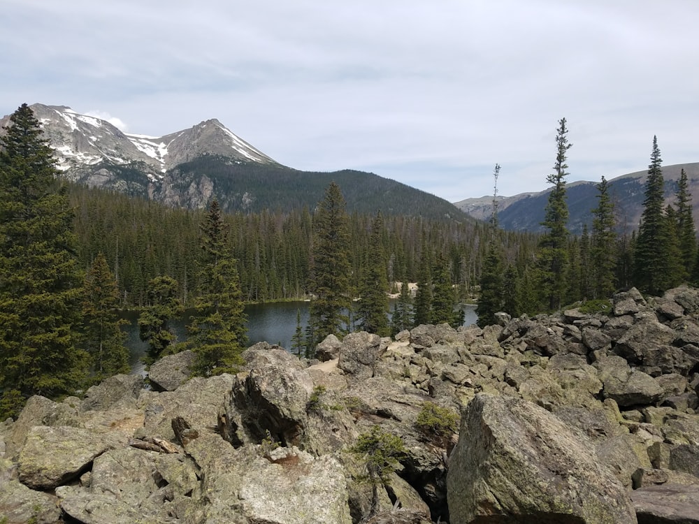 green pine trees near lake during daytime